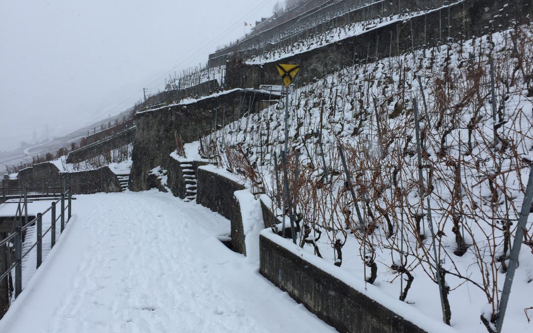 Sentier du Lavaux